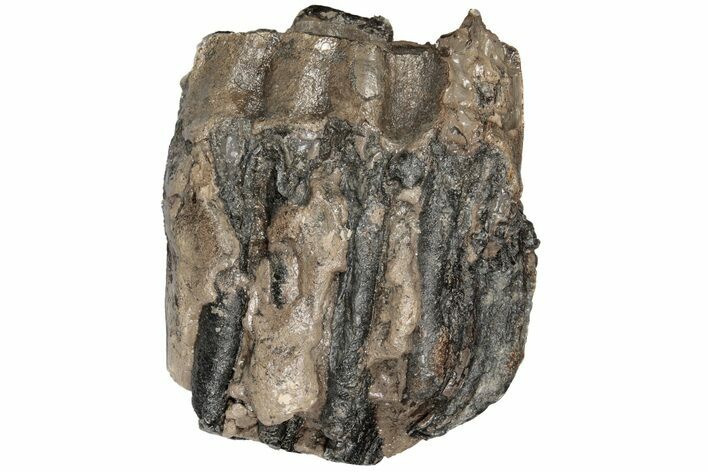 Partial Southern Mammoth Molar - Hungary #200771